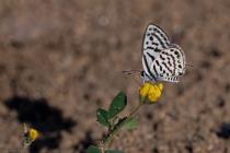 Tarucus balkanica